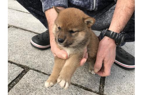 成約済の長崎県の柴犬-64827の3枚目