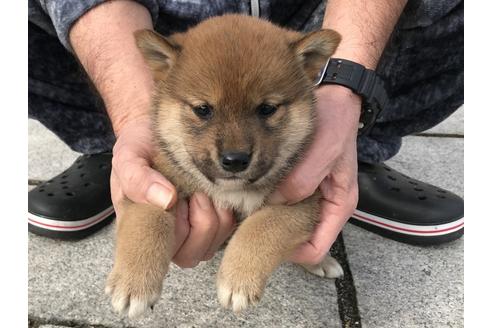 成約済の長崎県の柴犬-64827の2枚目