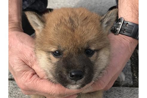 成約済の長崎県の柴犬-64825の1枚目