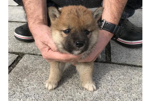 成約済の長崎県の柴犬-64825の5枚目