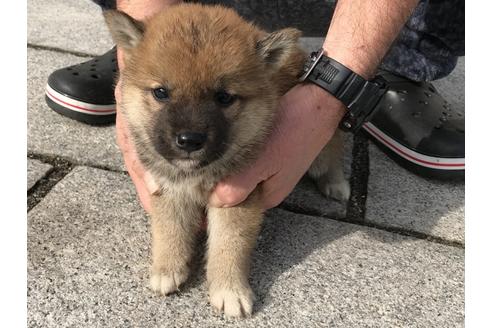 成約済の長崎県の柴犬-64825の4枚目