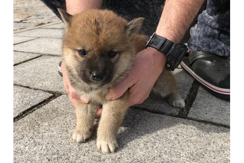 成約済の長崎県の柴犬-64825の3枚目