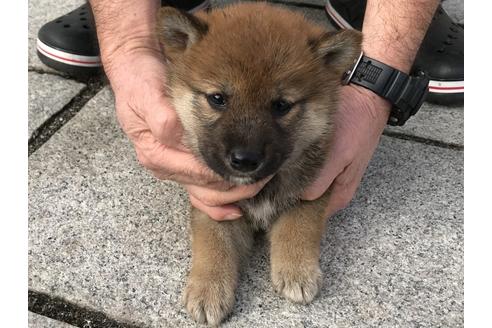 成約済の長崎県の柴犬-64824の5枚目