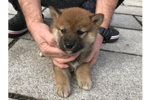 成約済の長崎県の柴犬-64824の4枚目