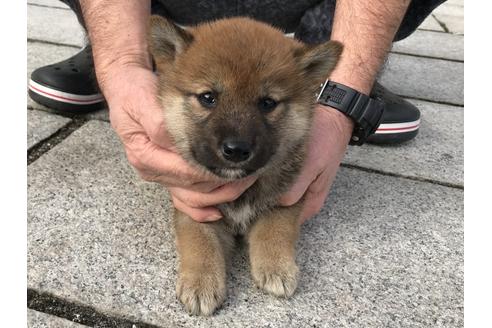 成約済の長崎県の柴犬-64824の3枚目