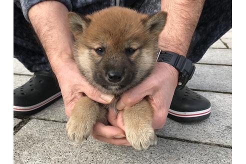 成約済の長崎県の柴犬-64824の2枚目