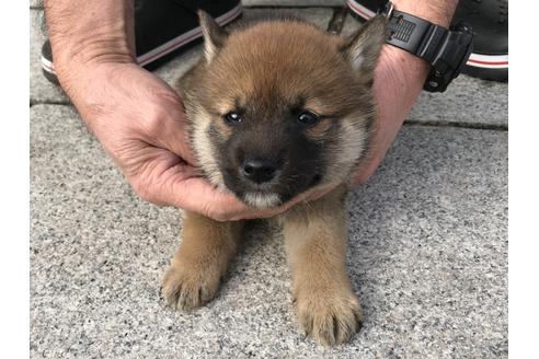 成約済の長崎県の柴犬-64736の5枚目