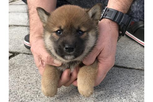 成約済の長崎県の柴犬-64736の3枚目