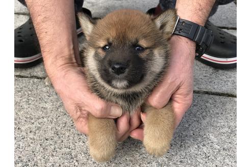 成約済の長崎県の柴犬-64736の2枚目