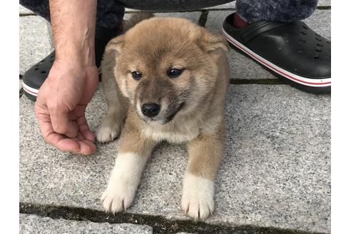 成約済の長崎県の柴犬-63508の5枚目