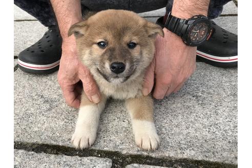 成約済の長崎県の柴犬-63508の4枚目