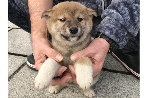 成約済の長崎県の柴犬-63508の3枚目