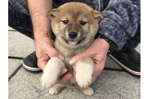 成約済の長崎県の柴犬-63508の2枚目