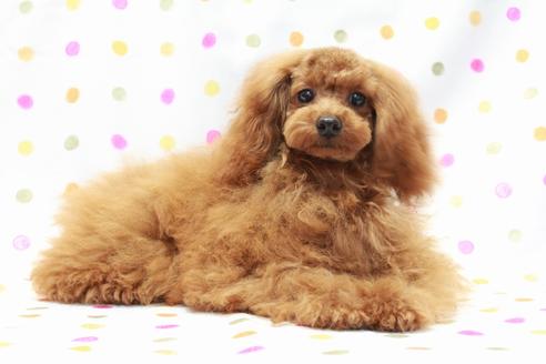 成約済の福岡県のトイプードル-64738の2枚目