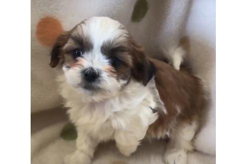 成約済の岐阜県のミックス犬-65877の1枚目