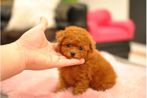 成約済の茨城県のトイプードル-65911の4枚目