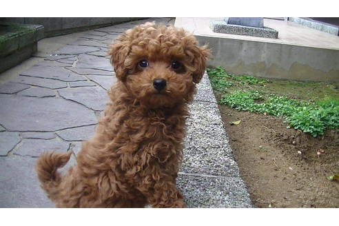 成約済の福岡県のタイニープードル-63495の1枚目