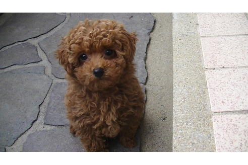 成約済の福岡県のタイニープードル-63495の5枚目