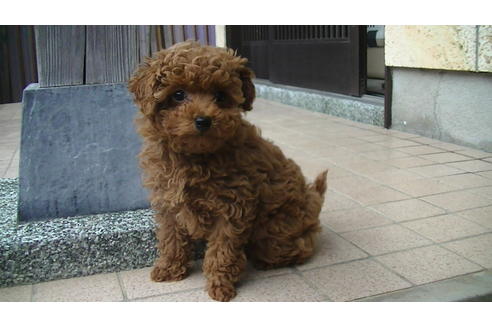 成約済の福岡県のタイニープードル-63495の4枚目