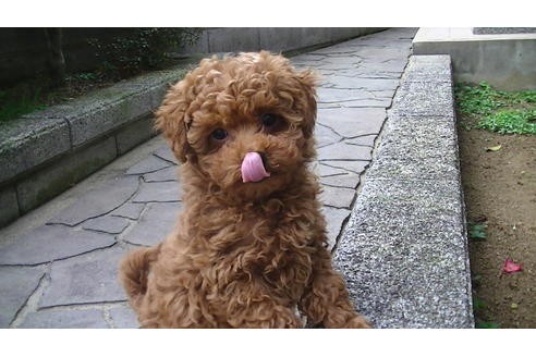 成約済の福岡県のタイニープードル-63495の3枚目