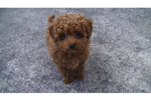 成約済の福岡県のタイニープードル-63495の2枚目