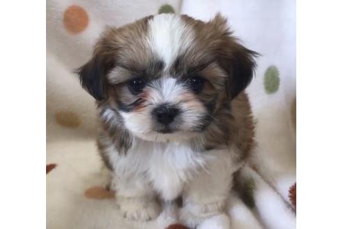 成約済の岐阜県のミックス犬-65960