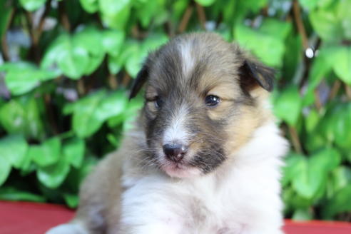 成約済の京都府のシェットランドシープドッグ(シェルティ)-65990の7枚目