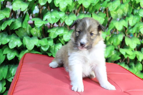 成約済の京都府のシェットランドシープドッグ(シェルティ)-65990の6枚目