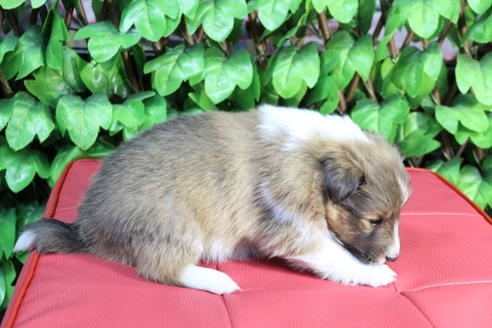 成約済の京都府のシェットランドシープドッグ(シェルティ)-65990の5枚目