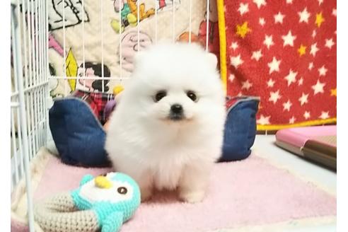 成約済の秋田県のポメラニアン-66000の5枚目
