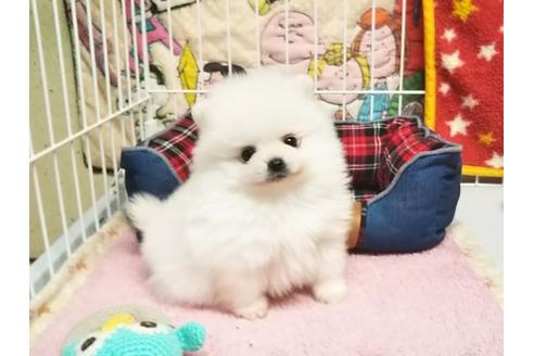 成約済の秋田県のポメラニアン-66000の4枚目