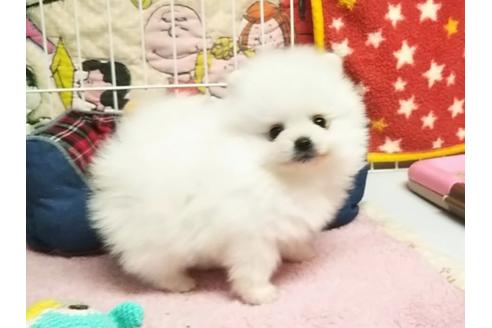 成約済の秋田県のポメラニアン-66000の3枚目
