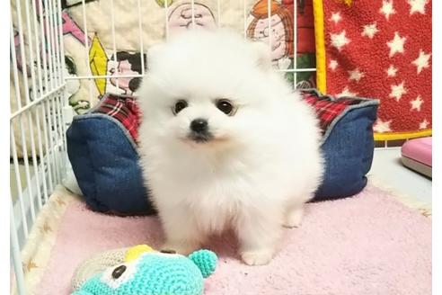 成約済の秋田県のポメラニアン-66000の2枚目