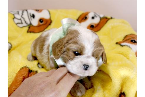 成約済の埼玉県のキャバリアキングチャールズスパニエル-66009の1枚目