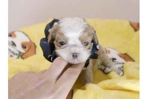 成約済の埼玉県のキャバリアキングチャールズスパニエル-66014の4枚目