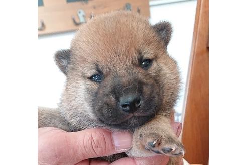 成約済の宮崎県の柴犬-66030