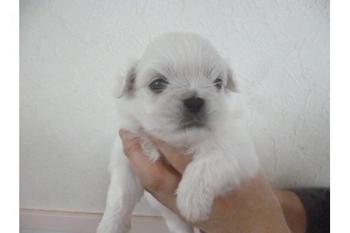 成約済の福岡県のペキニーズ-66044