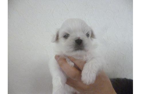 成約済の福岡県のペキニーズ-66044の5枚目