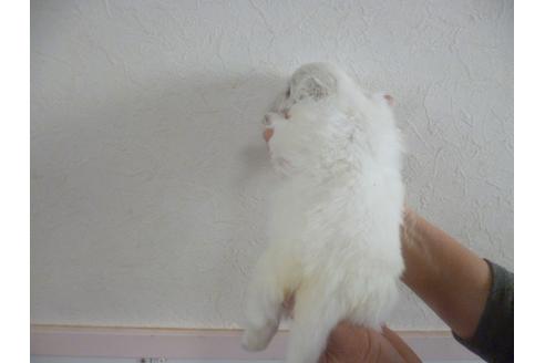 成約済の福岡県のペキニーズ-66044の2枚目