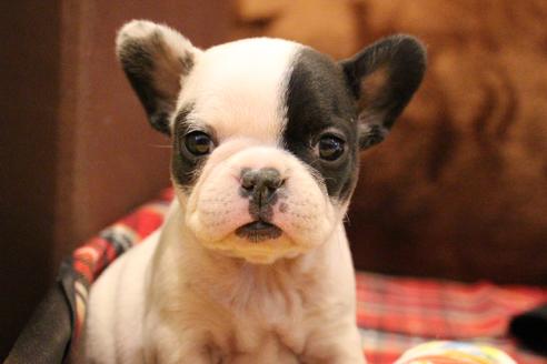 成約済の愛知県のフレンチブルドッグ-63624の5枚目