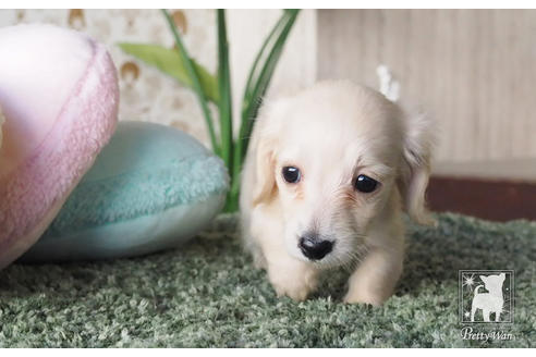 成約済の愛知県のカニンヘンダックスフンド(ロングヘアード)-66073の5枚目