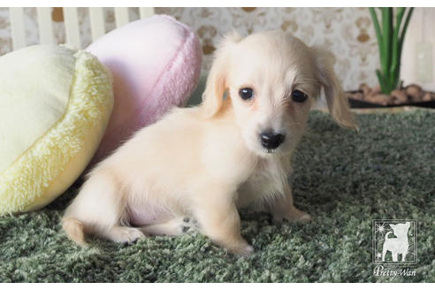 成約済の愛知県のカニンヘンダックスフンド(ロングヘアード)-66073の4枚目