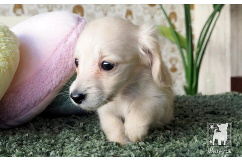 成約済の愛知県のカニンヘンダックスフンド(ロングヘアード)-66073の2枚目