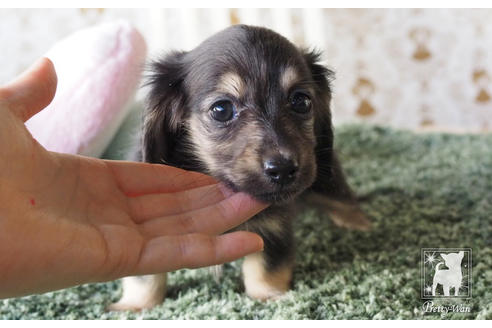 成約済の愛知県のカニンヘンダックスフンド(ロングヘアード)-66074