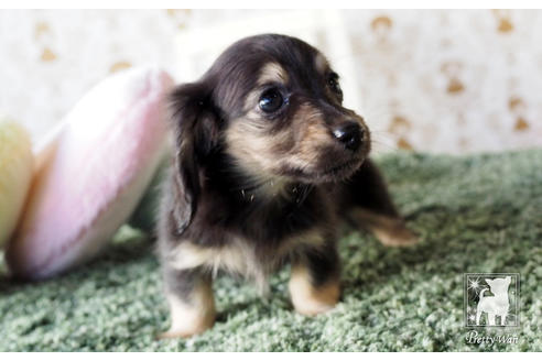 成約済の愛知県のカニンヘンダックスフンド(ロングヘアード)-66074の6枚目