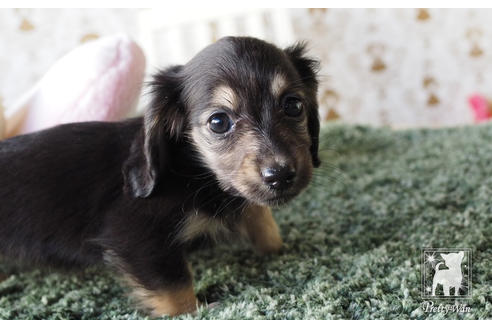 成約済の愛知県のカニンヘンダックスフンド(ロングヘアード)-66074の5枚目