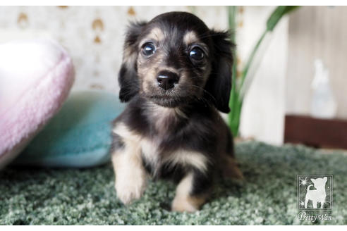 成約済の愛知県のカニンヘンダックスフンド(ロングヘアード)-66074の4枚目