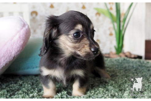 成約済の愛知県のカニンヘンダックスフンド(ロングヘアード)-66074の3枚目