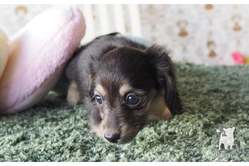成約済の愛知県のカニンヘンダックスフンド(ロングヘアード)-66074の2枚目