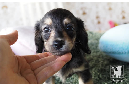 成約済の愛知県のカニンヘンダックスフンド(ロングヘアード)-66075の1枚目